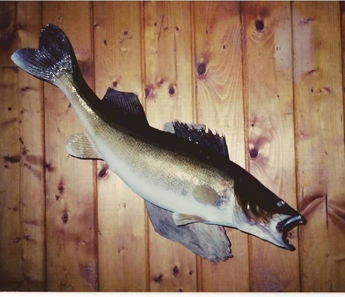 Walleye 1