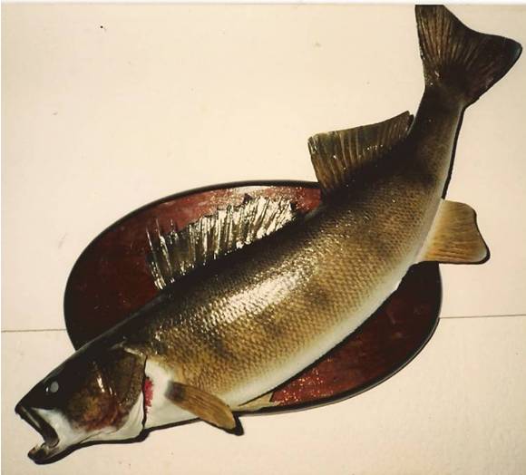 Walleye